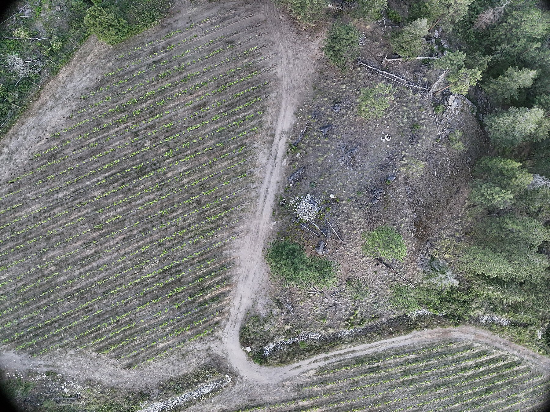 Rural Okanagan acreage from the air: terraced rows, cleared slope and an access road across a working site near Summerland, BC. Demonstration capture.