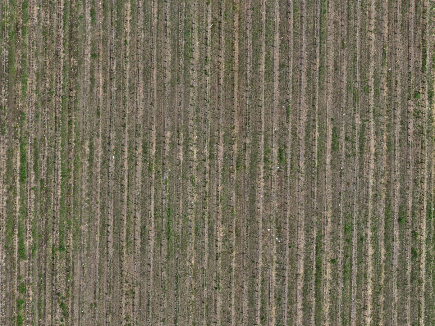 RGB orthomosaic of the same vineyard rows in Summerland, BC.