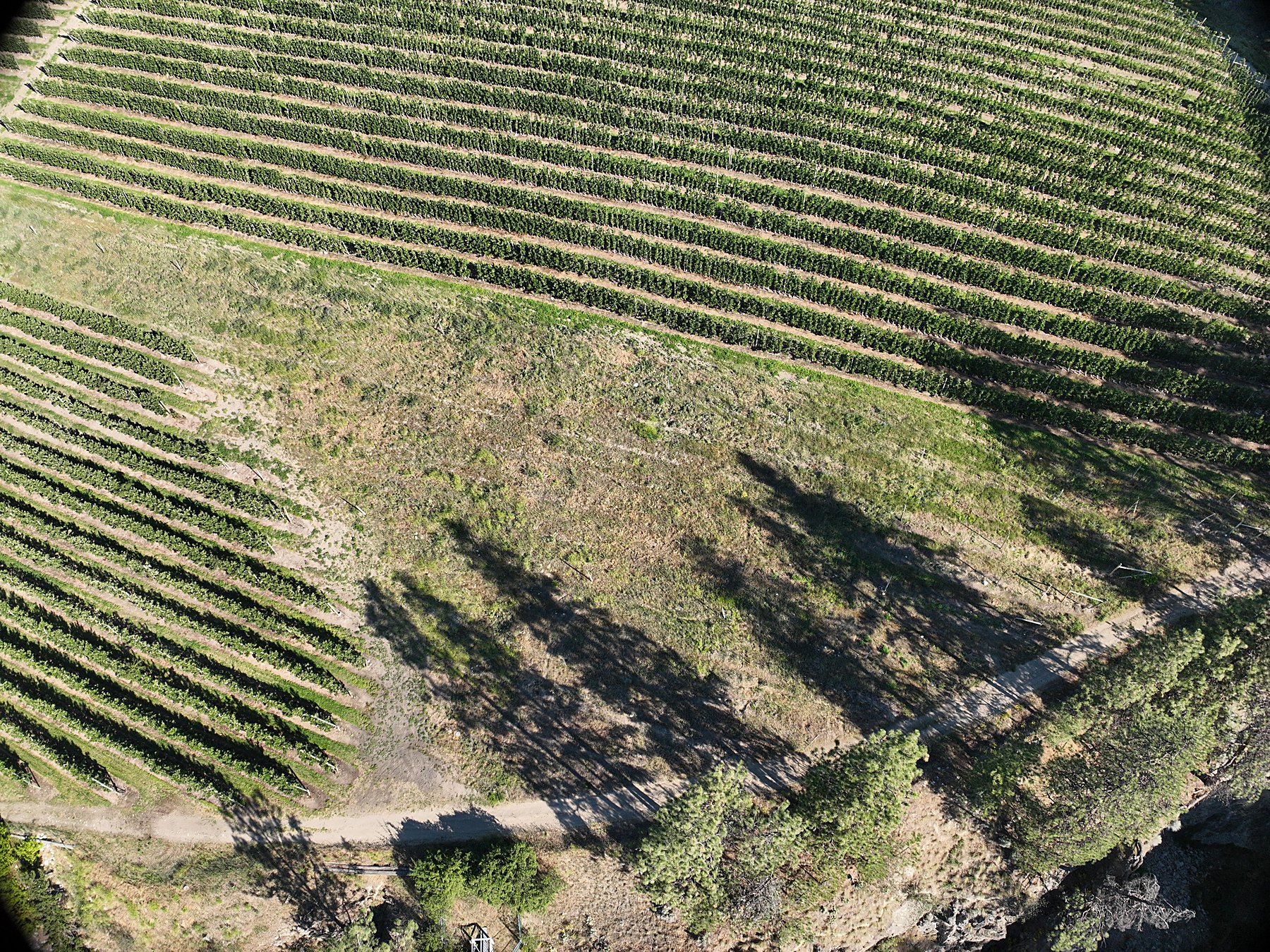 Green vineyard rows covering a South Okanagan bench, the whole block seen from above in one frame.