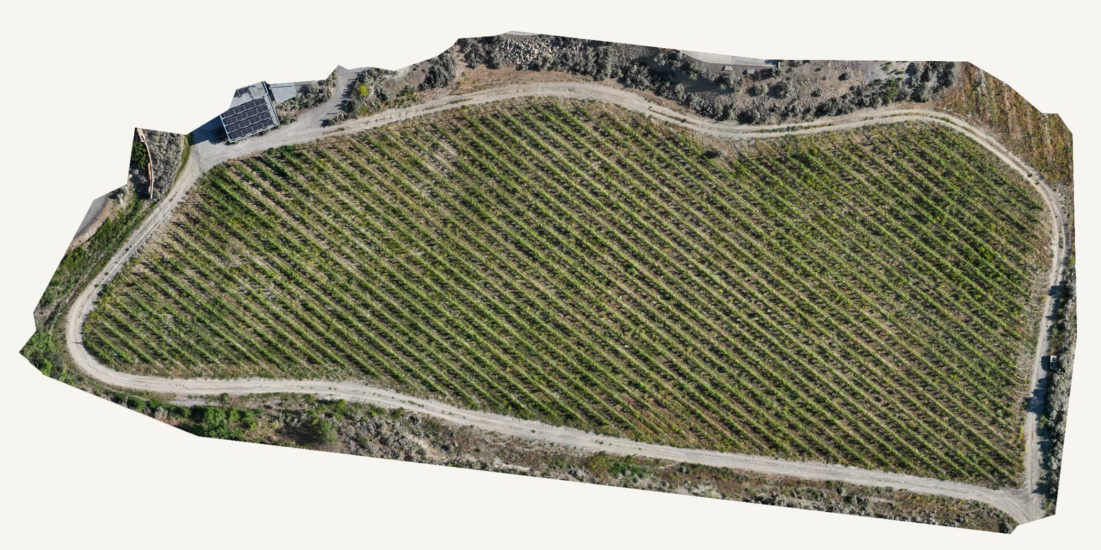 True-colour aerial orthomosaic of a vineyard block on sloped ground, every row and the surrounding access road sharp from above.