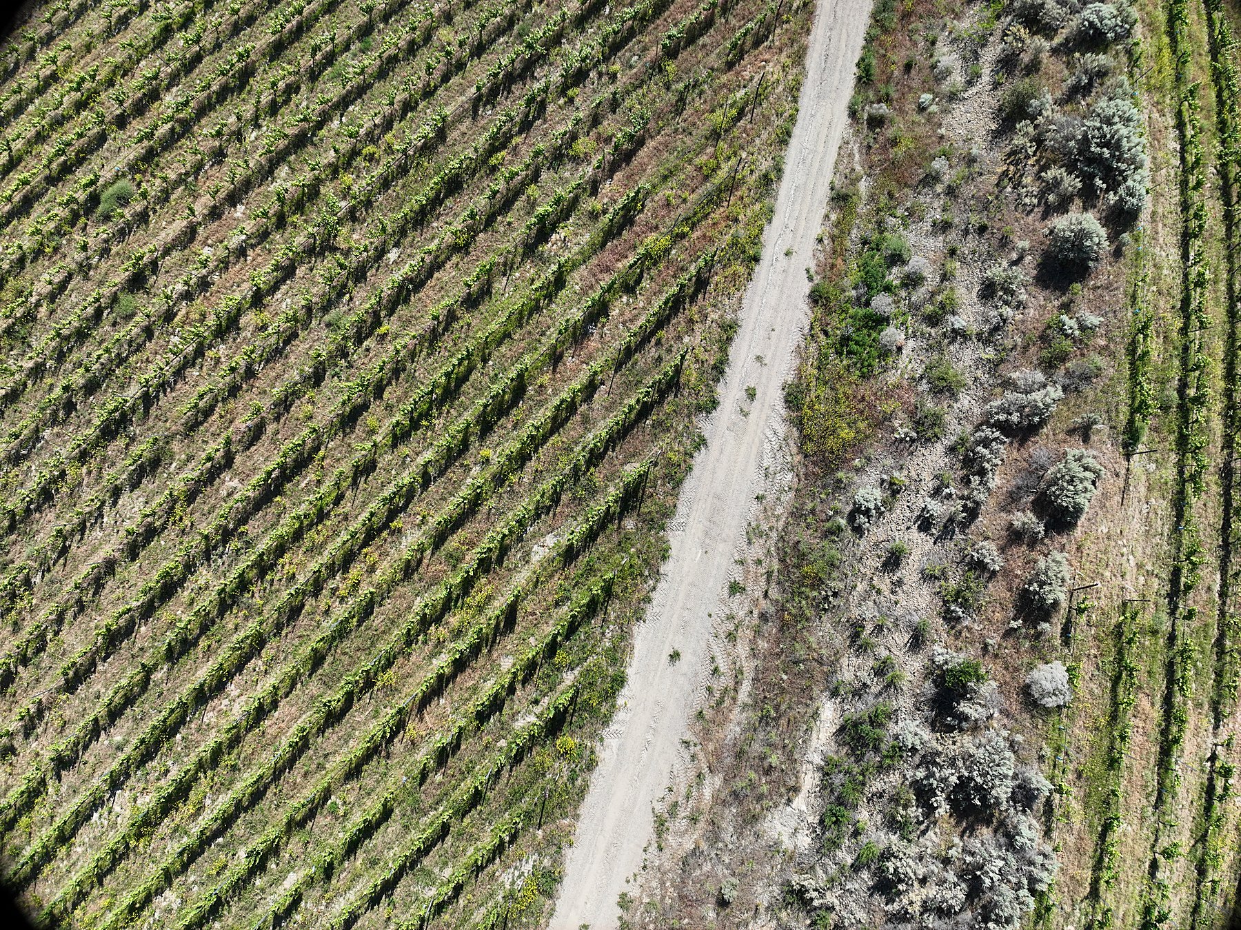South Okanagan vineyard rows stretching toward the valley hills, Oliver and Osoyoos vineyard country from the air.