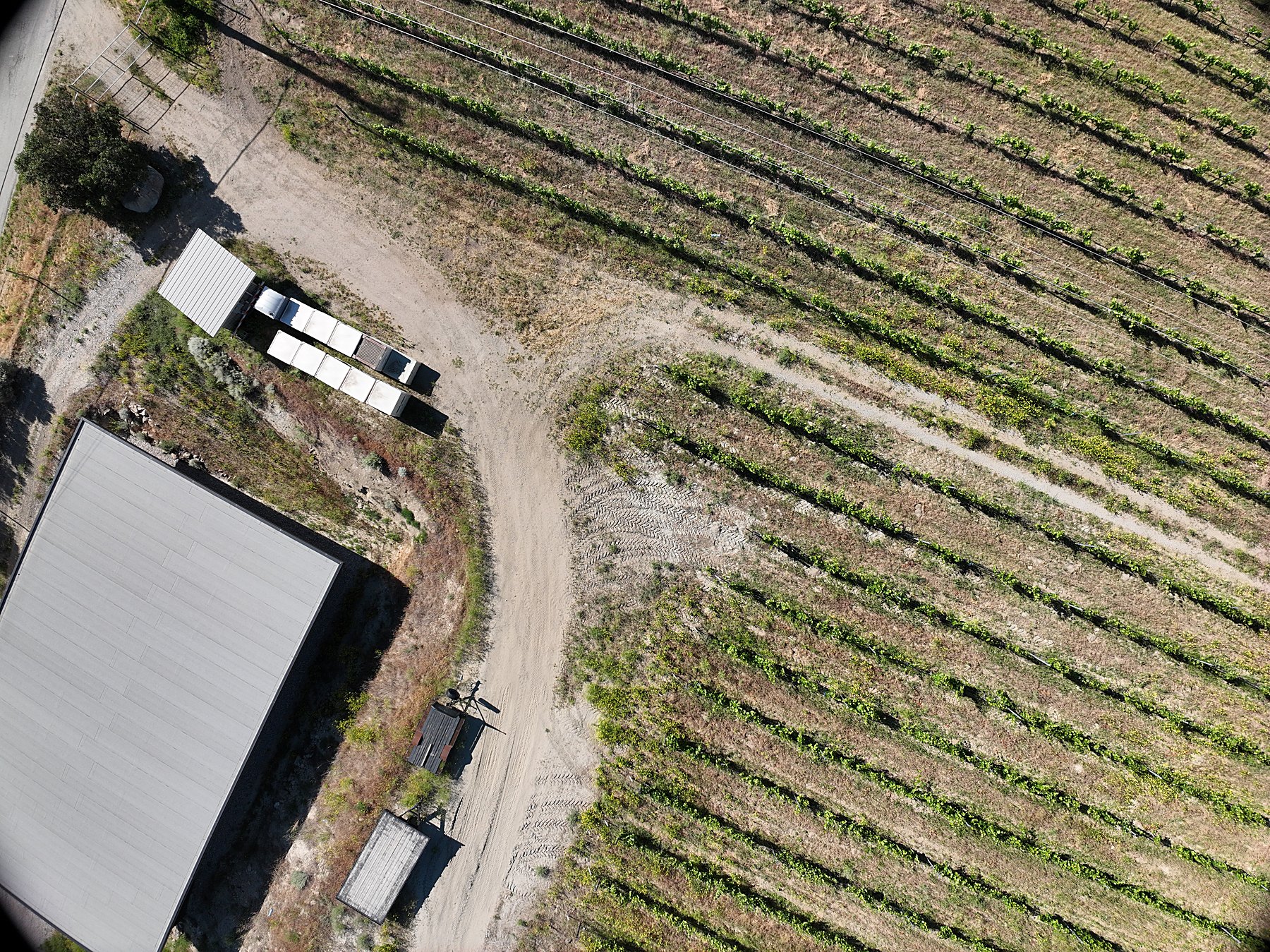 Terraced vineyard rows read from above, the whole-block view one multispectral flight covers in a single pass. A Kendal Ventures demonstration capture.