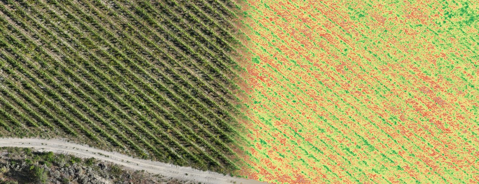 Split view of the same Summerland vineyard block from one capture: true-colour rows on the left, the relative-vigor read of the same rows on the right.